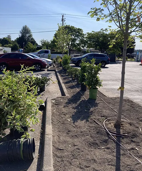 Plants & Tree Installation in Renton 